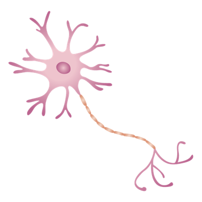 電気を筋肉に伝達するニューロンの画像